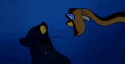Bagheera the Black Leopard