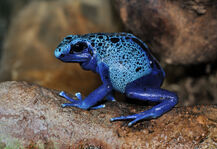 Dendrobates azureus qtl1