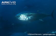 Atlantic-bluefin-tuna-in-commercial-fish-pen