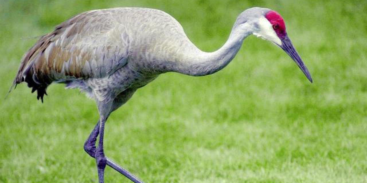 Sandhill Crane Wikipedia >> Sandhill Crane The Parody Wiki Fandom Powered By Wikia Sandhill Crane Wikipedia >> Sandhill Crane The Parody Wiki Fandom Powered By Wikia