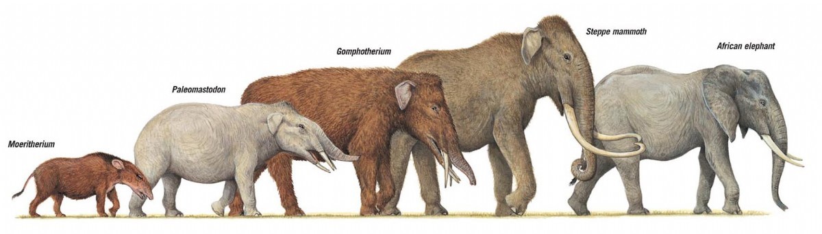 Image - The Elephant Evolution.jpg | The Parody Wiki | FANDOM powered