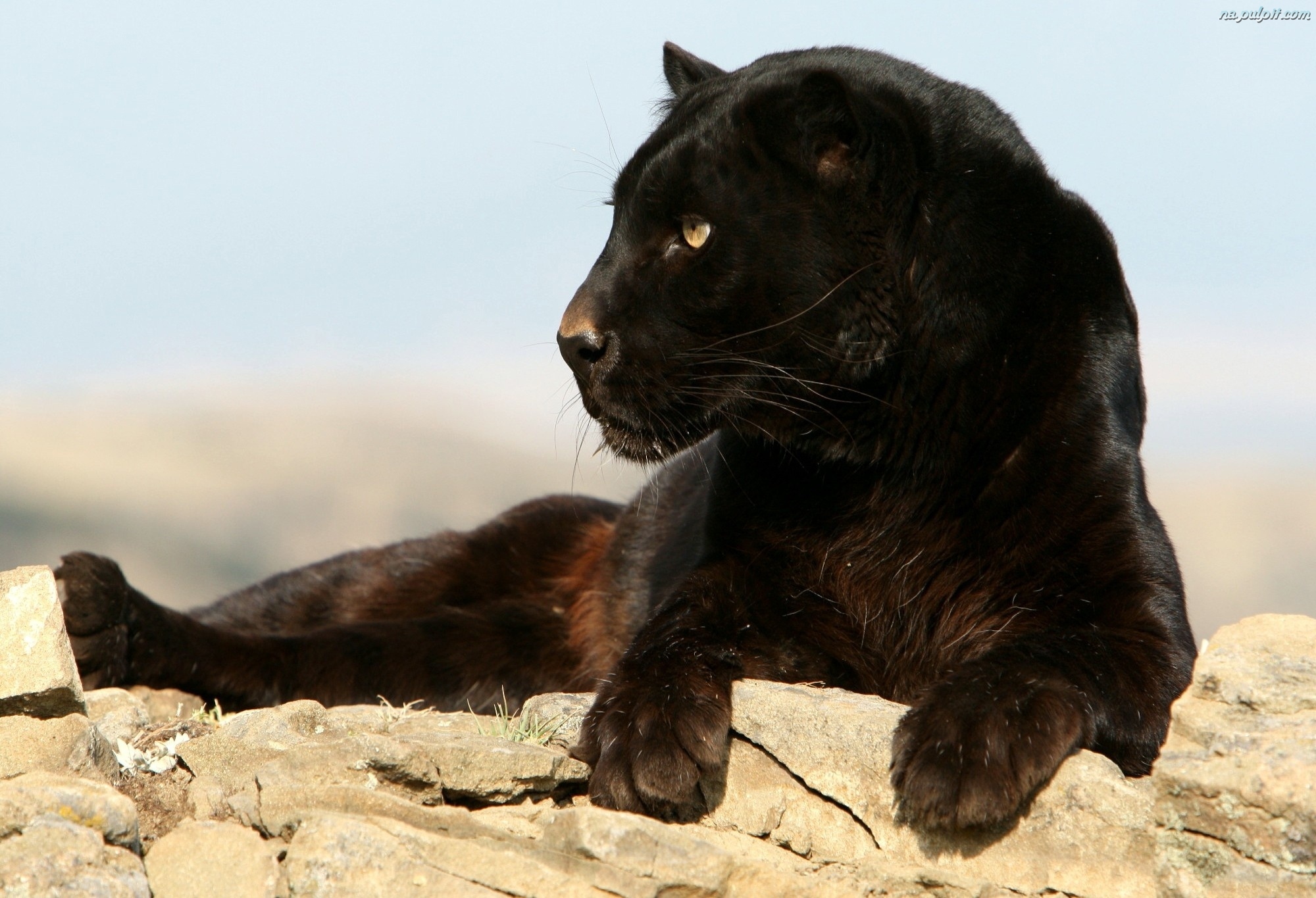 African Black Leopard | The Parody Wiki | Fandom