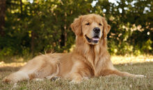 Golden-retriever-ap-0johoo-645