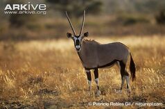Oryx