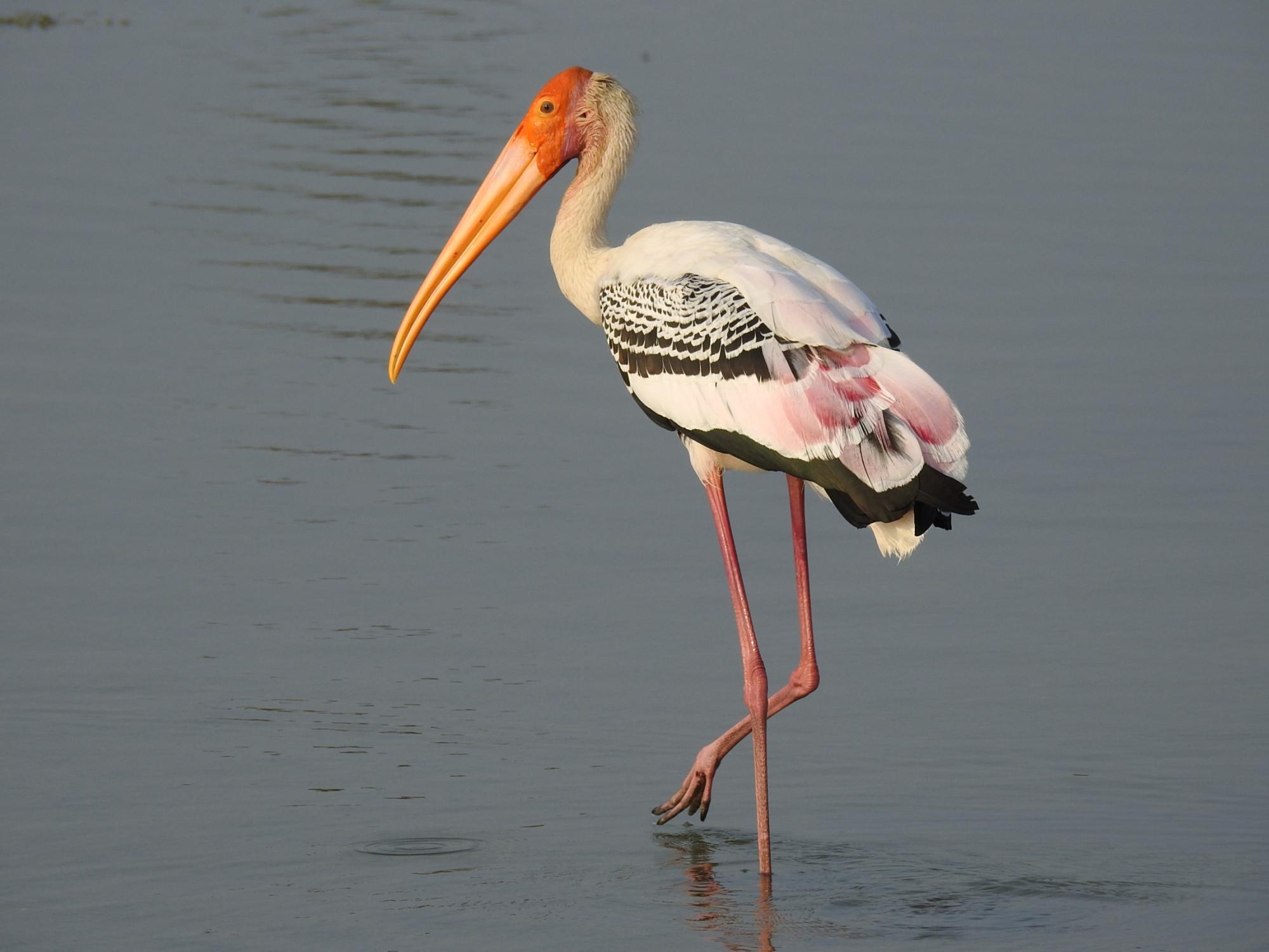 Painted Stork | The Parody Wiki | Fandom