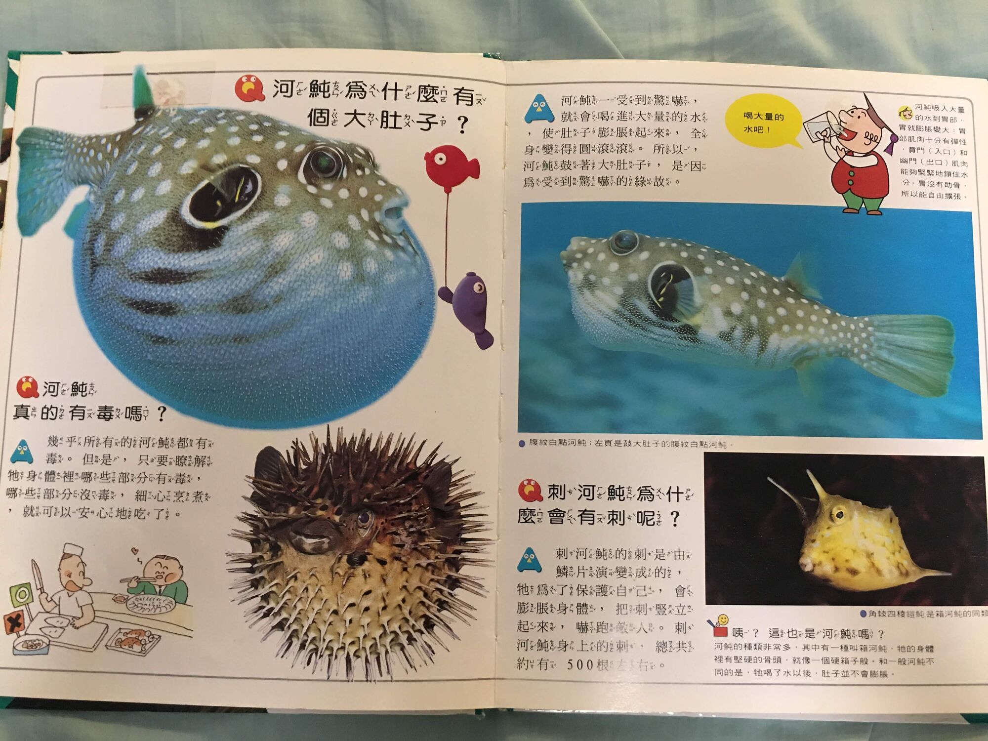 White Spotted Pufferfish | The Parody Wiki | Fandom