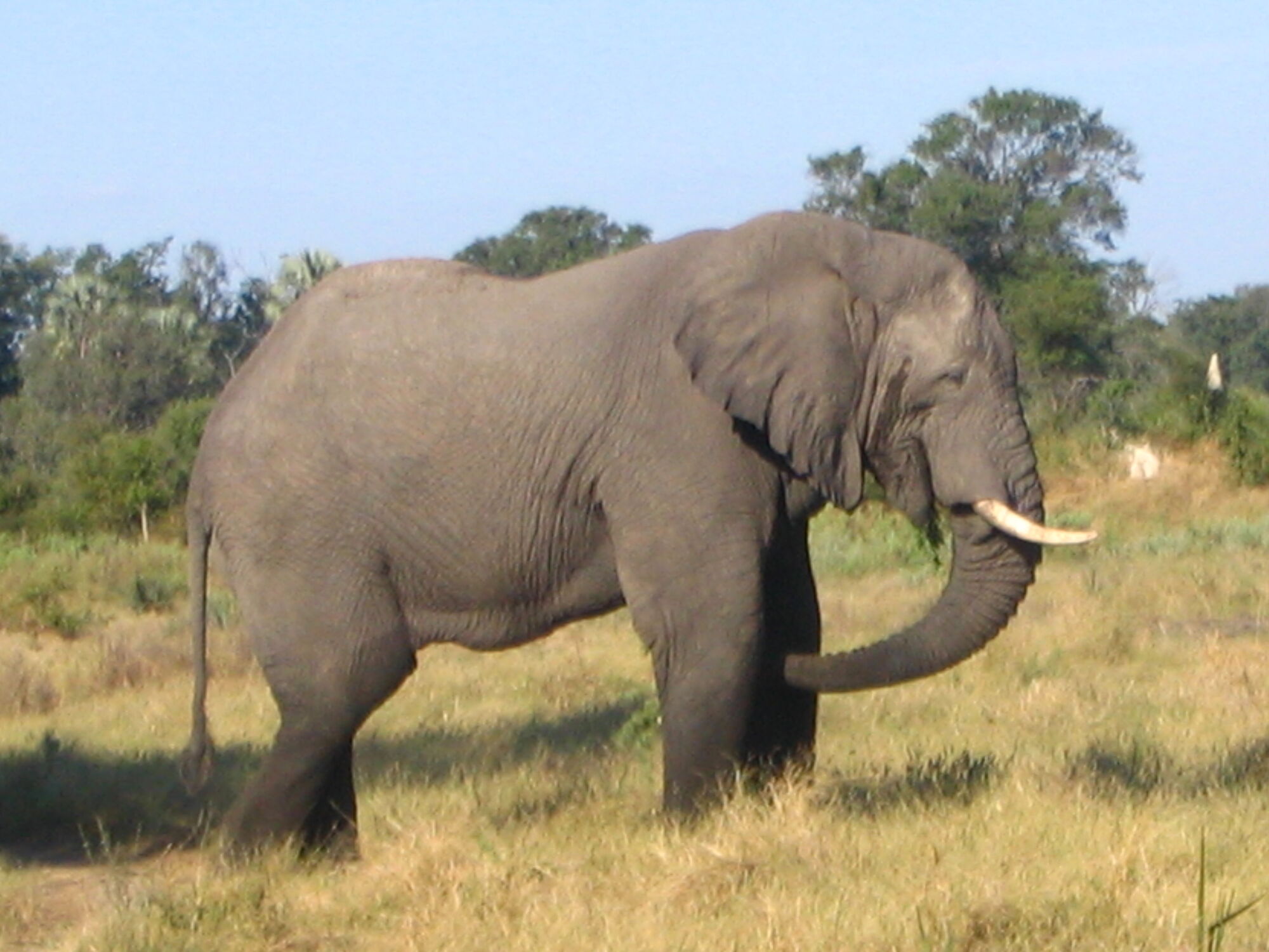 African Bush Elephantz | The Parody Wiki | Fandom