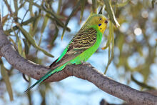Budgerigar-strzelecki-qld