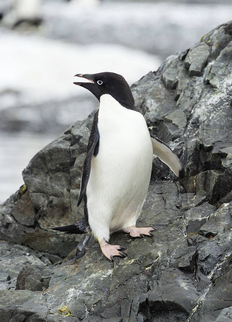 Adelie Penguin | The Parody Wiki | FANDOM powered by Wikia