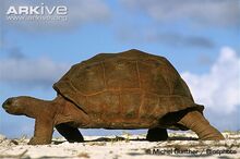 Aldabra-giant-tortoise-walking
