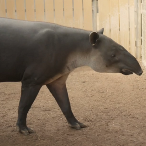 Baird S Tapir The Parody Wiki Fandom