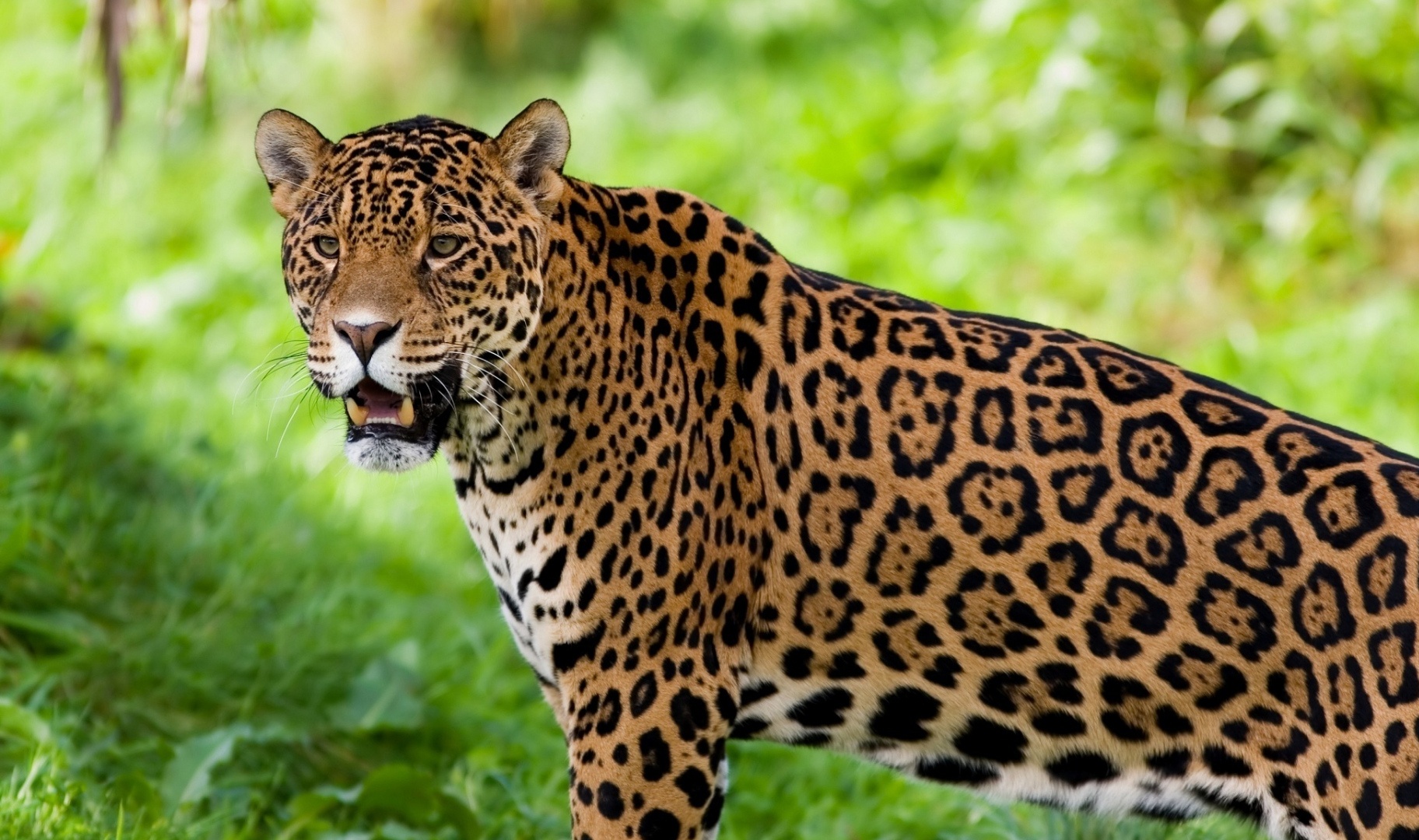 Brazilian Jaguar | The Parody Wiki | FANDOM powered by Wikia