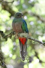 Quetzal-f-db2