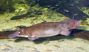 Platypus