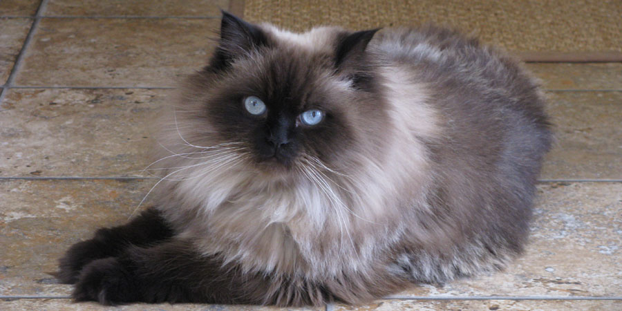 Himalayan Cat | The Parody Wiki | Fandom