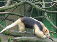 Tamandua