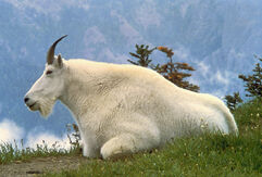 1280px-Mountain Goat USFWS