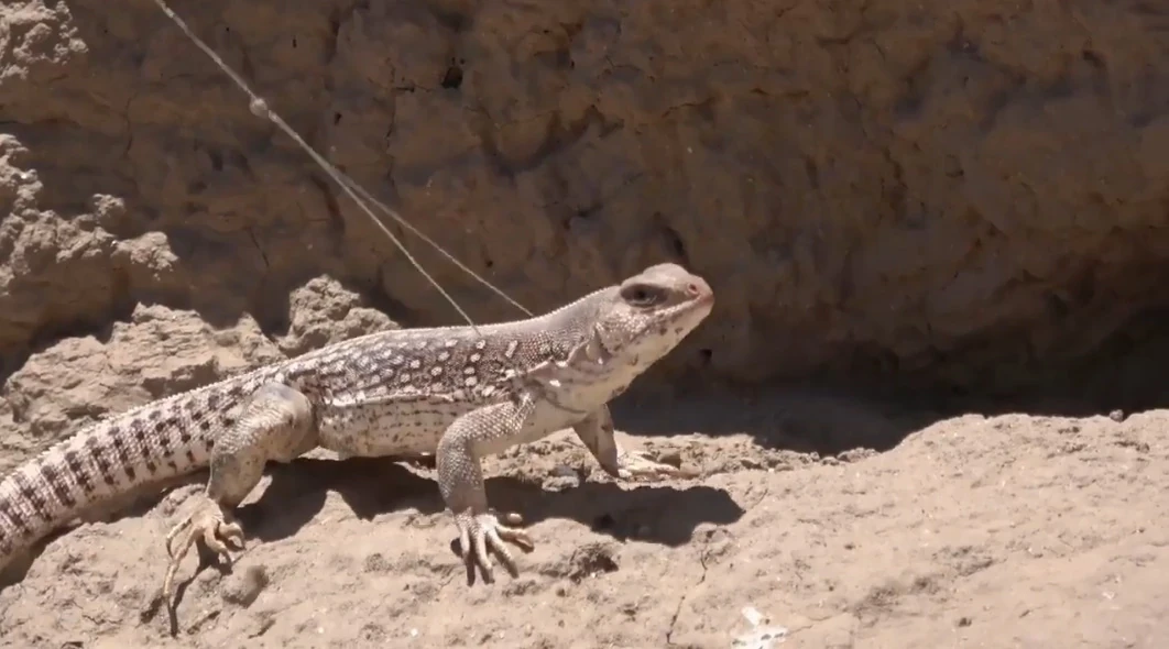 Desert Iguana The Parody Wiki Fandom