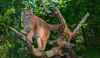 south american cougar