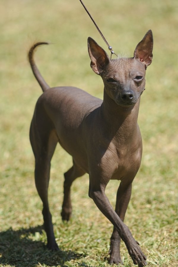 mini toy xoloitzcuintli