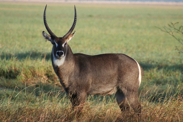 Waterbuck  The Parody Wiki  FANDOM powered by Wikia