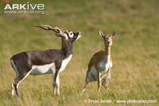 Antelope