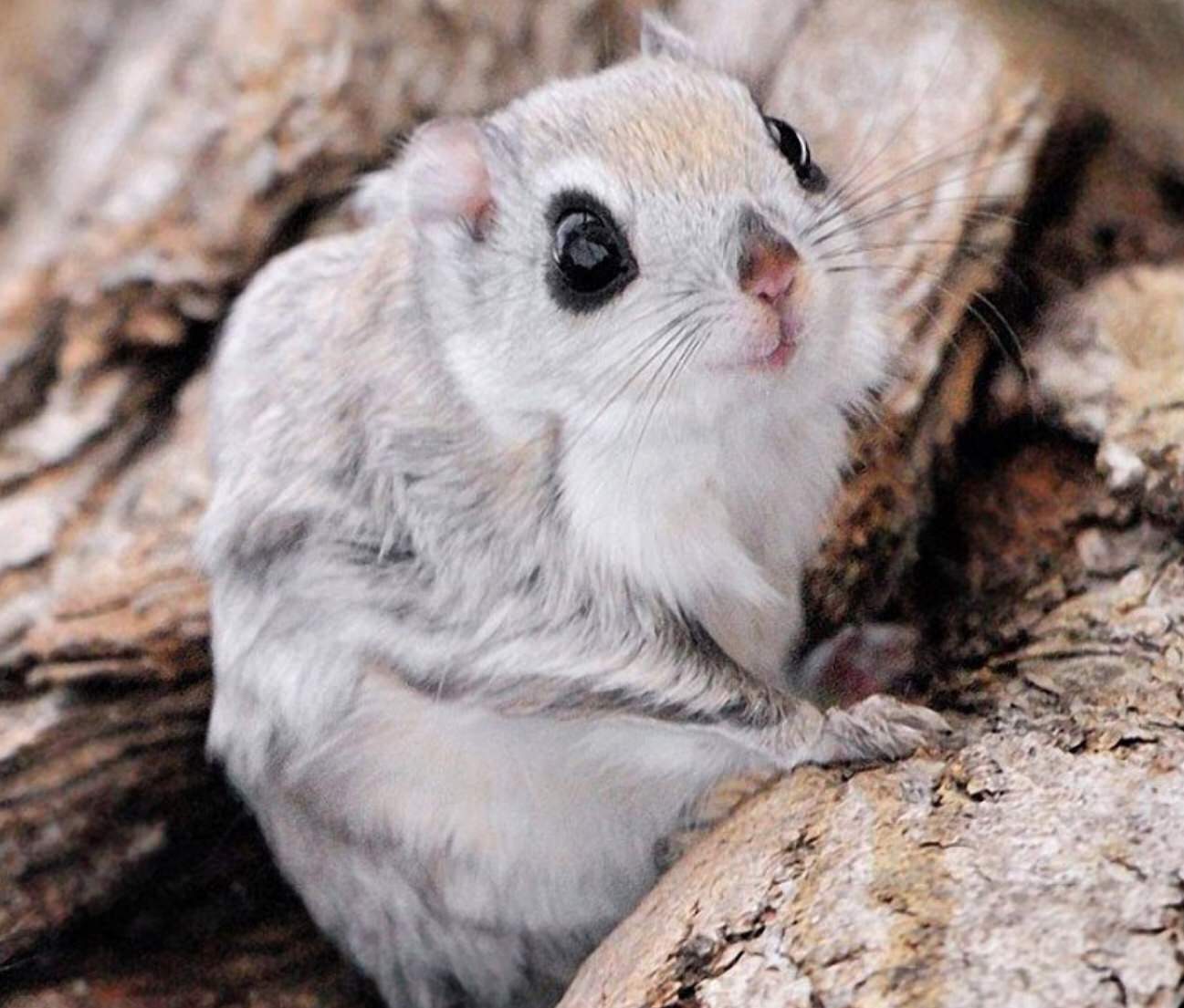 flying squirrel flying squirrel