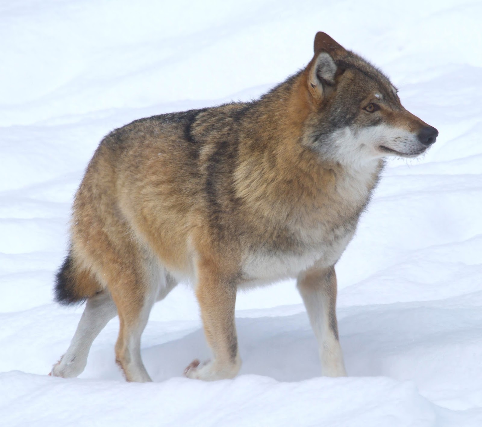 Eurasian Wolf | The Parody Wiki | FANDOM powered by Wikia