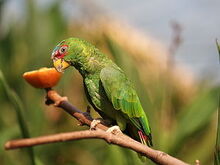 300px-White-fronted amazon (Amazona albifrons) 1