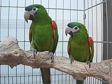 220px-Diopsittaca nobilis -two captive-8a