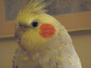 180px-Pixel the parrot