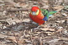 220px-Platycercus icterotis1