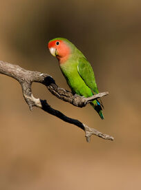 Lovebird