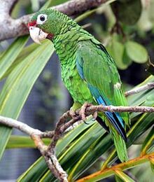 240px-Puerto Rican parrot