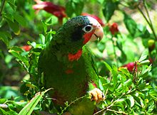 220px-Cuban Amazon Parrot in the Cayman Islands