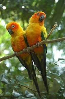 220px-Aratinga solstitialis -captive-two-8a