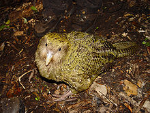 220px-Strigops habroptilus 1