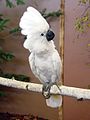 Umbrella Cockatoo (Cacatua alba) -on branch