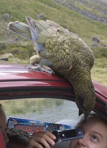 Bold kea close-up