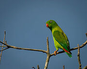 Vernal Hanging Parrot
