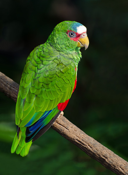 white fronted amazon parrot        
        <figure class=