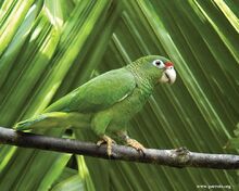 241px-Puerto Rican parrot