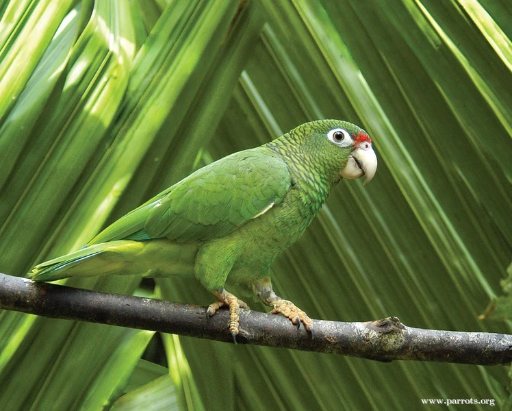 Puerto Rican Amazon Parrots Wiki FANDOM powered by Wikia