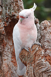 170px-Leadbeaters cockatoo
