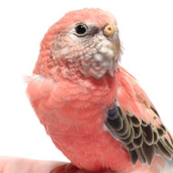 Bourkes-parakeets
