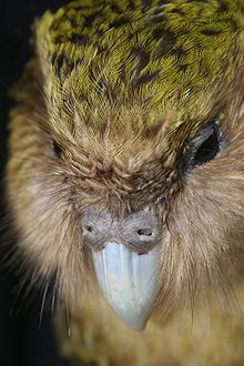 220px-New Zealand Kakapo Felix