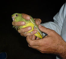 Night parrot
