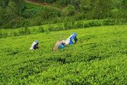 Tea Plantation Fields