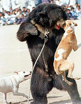 Bearbaiting