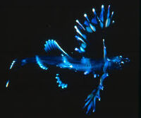 Cildanian Dragon Fish